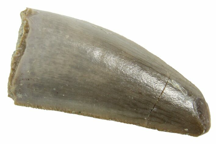 Serrated, Triassic Reptile (Postosuchus?) Tooth - Arizona #362425